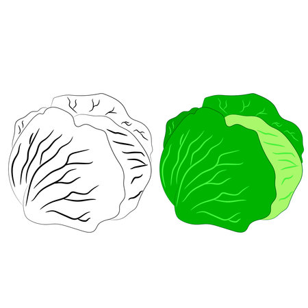 Vector illustration flat design. Cabbage in black and white and colored.のイラスト素材