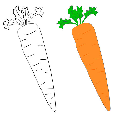 Vector illustration flat design. Carrots in black and white and color.のイラスト素材