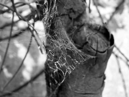 Plants and natural patterns, outdoors, natural lightの写真素材