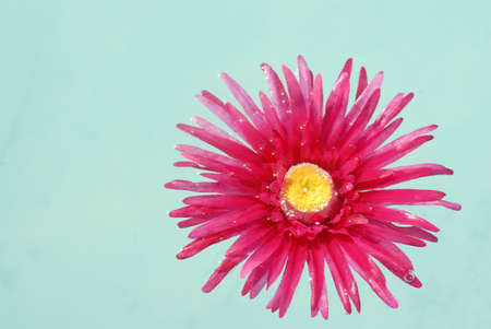 Pink Daisy on Blue Backgroundの写真素材