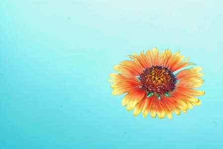 Floating Daisyの写真素材