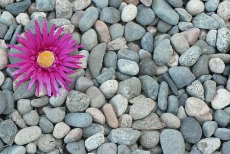 Pink Daisy laying on Rocksの写真素材