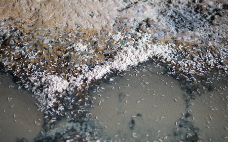 Dirty after production process from fismeal manufacturer.の写真素材