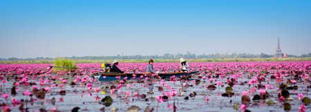 Lotus seaの写真素材