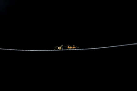 Ant