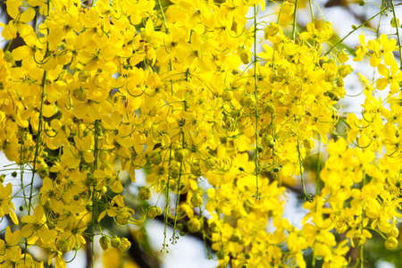 Flowering cassiaの写真素材