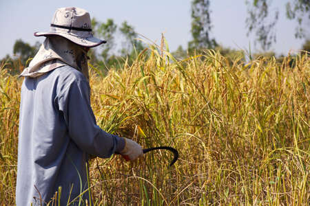 Farmer harvest riceの写真素材
