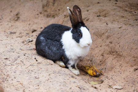 Black and white rabbitの写真素材