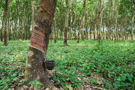 Tapping rubber trees in the gardenの写真素材