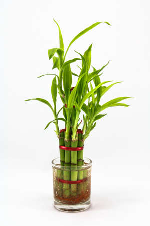 ornamental plants On White background