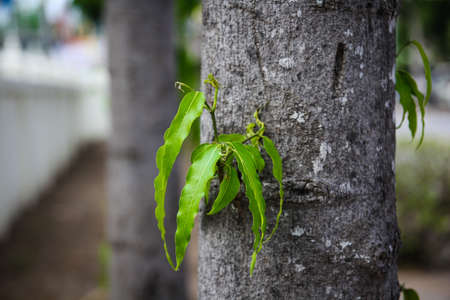 treetops green in a natureの写真素材