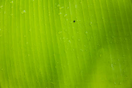 Green banana leaves in natureの写真素材