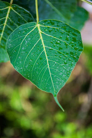Green leaves in nature,backgroundの写真素材