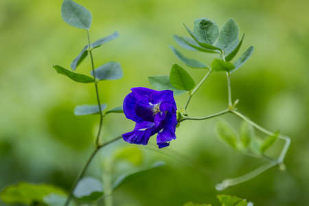 Clitoria ternateaの写真素材