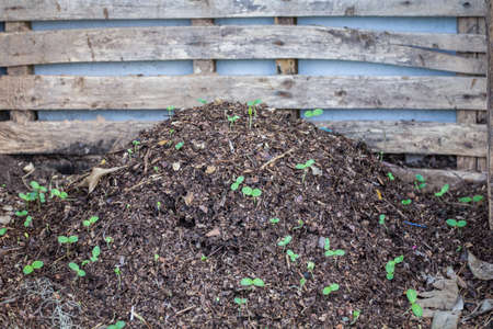 green sproutの写真素材