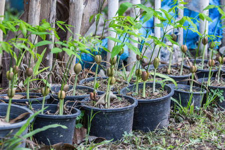 green sproutの写真素材