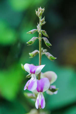 flower backgroundの写真素材