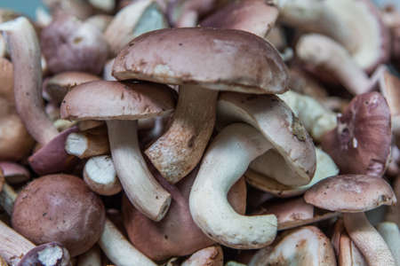 brown mushroomsの写真素材