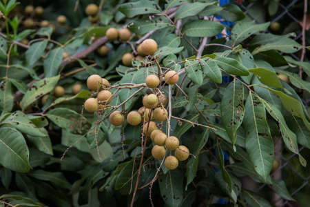 longan 