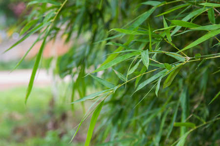 green leaves background