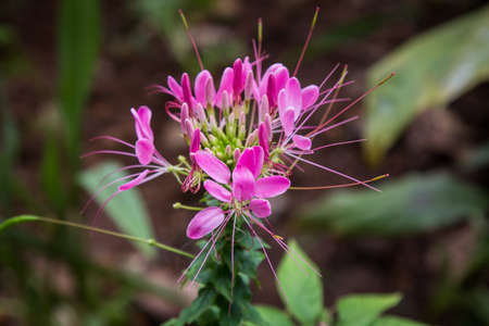 pink flowers backgroundの写真素材