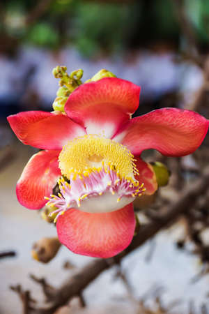 Sal flowersの写真素材