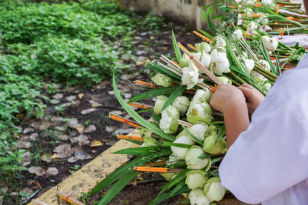 Offering lotus flowers in a buddhist templeの写真素材