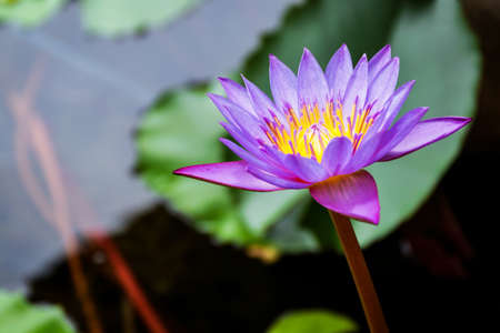 A beautiful pink waterlily or lotus flower in pondの写真素材
