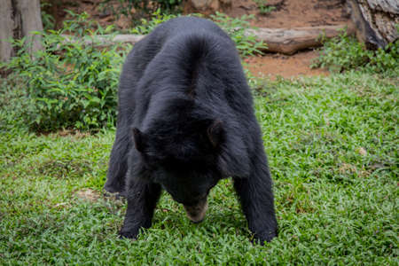 Black Bear sow in lush green grass