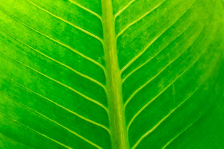 leaf texture