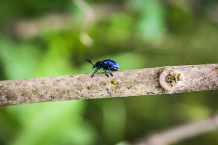 insects blue on treeの写真素材