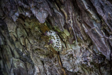 Wasps in the nestの写真素材