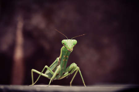 Praying Mantis insect in natureの写真素材