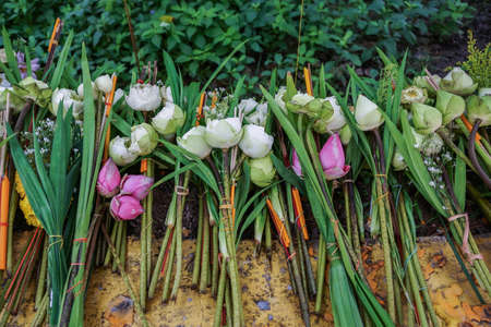 Offering lotus flowers in a buddhist templeの写真素材