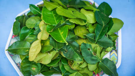 Bergamot leaveの写真素材