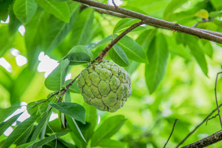 Custard apples or Sugar apples or Annona squamosa Linn. growing on a tree in garden at Thailandの写真素材