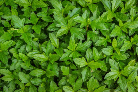 green leaf background
