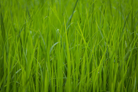 Green view of paddy rice field in Sekinchan Selangor
