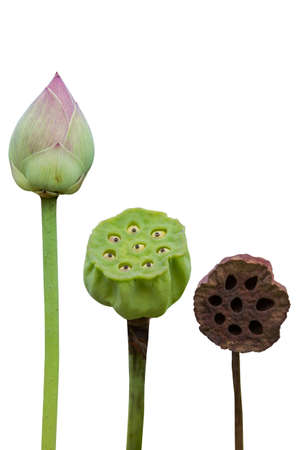 Lotus in natureの写真素材