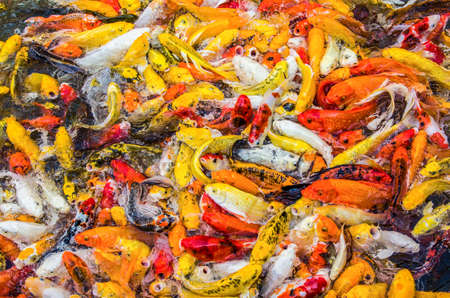 Koi fish colorful swim on the pond, soft focusの写真素材