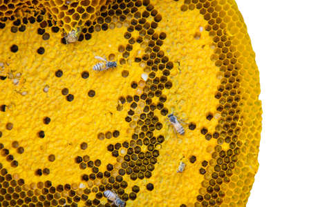 Honeycomb Heartの写真素材