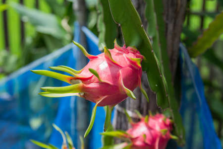 dragon fruit on gardenの写真素材