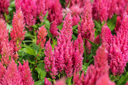 Pink celosia flower in the garden, Nature Backgroundの写真素材