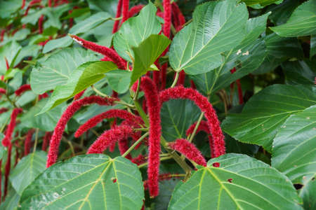 Red flower and leaf in natureの写真素材