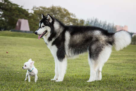 Portrait of a Siberian Husky dog and  chihuahua outdoorsの写真素材