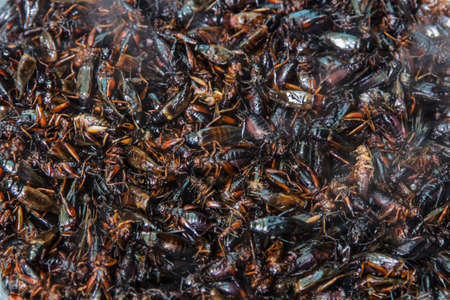 Crispy fried insects are regional delicacies in many Asian countries like Thailandの写真素材