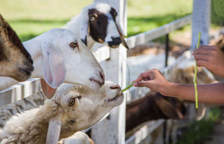 sheep Feeding by hand, feeding with nutsの写真素材