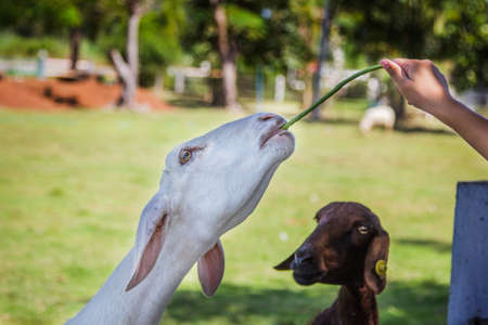 sheep Feeding by hand, feeding with nutsの写真素材