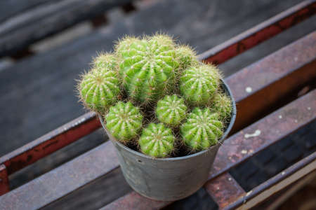 Cactus plants in potsの写真素材