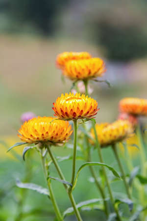 Yellow flower in natureの写真素材